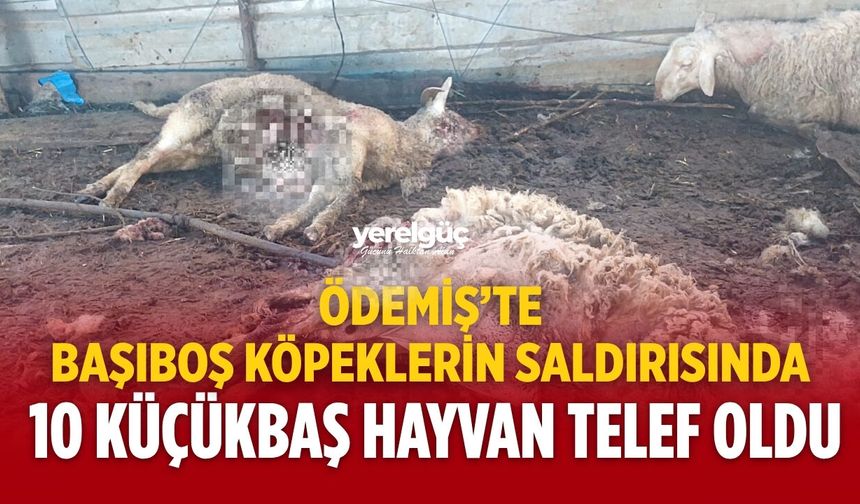 ÖDEMİŞ’TE BAŞIBOŞ KÖPEKLERİN SALDIRISINDA 10 KÜÇÜKBAŞ HAYVAN TELEF OLDU