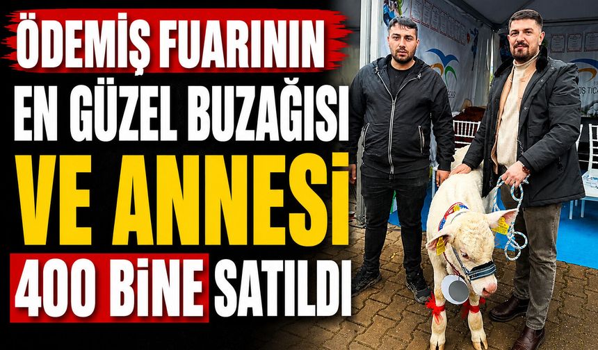 ÖDEMİŞ FUARININ EN GÜZEL BUZAĞISI VE ANNESİ 400 BİNE SATILDI