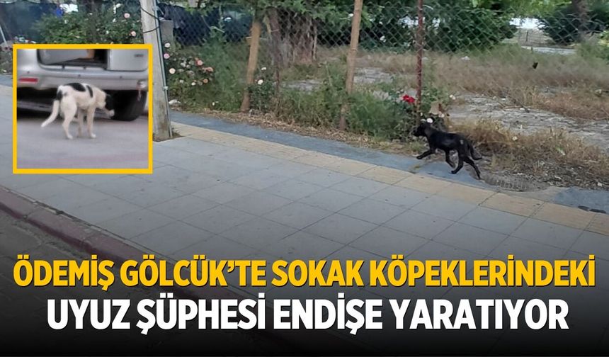 Ödemiş Gölcük’te Sokak Köpeklerindeki Uyuz Şüphesi Endişe Yaratıyor