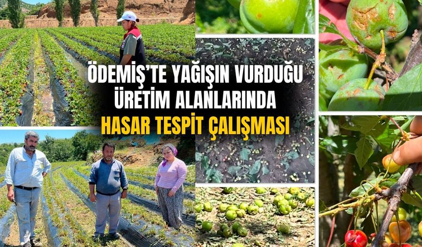 Ödemiş’te Yağışın Vurduğu Üretim Alanlarında Hasar Tespit Çalışması