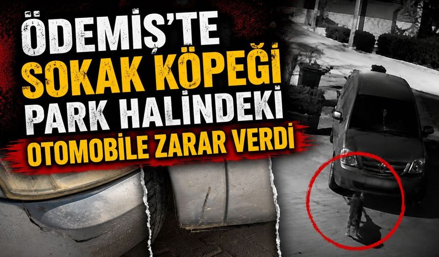 Ödemiş’te sokak köpeği Park Halindeki Otomobile Zarar Verdi