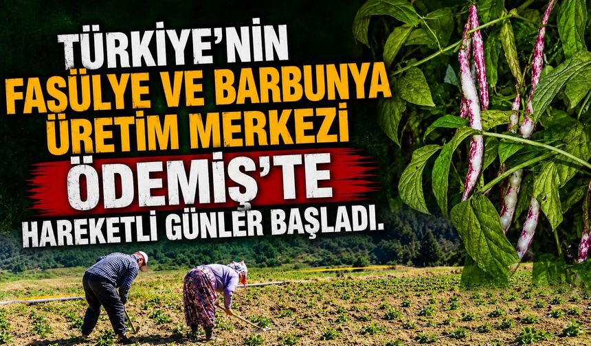 Türkiye’nin fasülye ve barbunya üretim merkezi Ödemiş’te hareketli günler başladı.