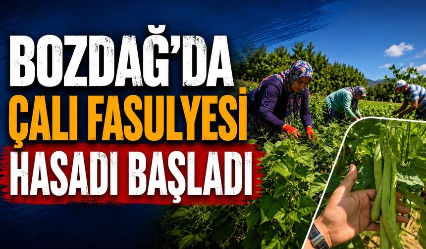 BOZDAĞ’DA ÇALI FASULYESİ HASADI BAŞLADI