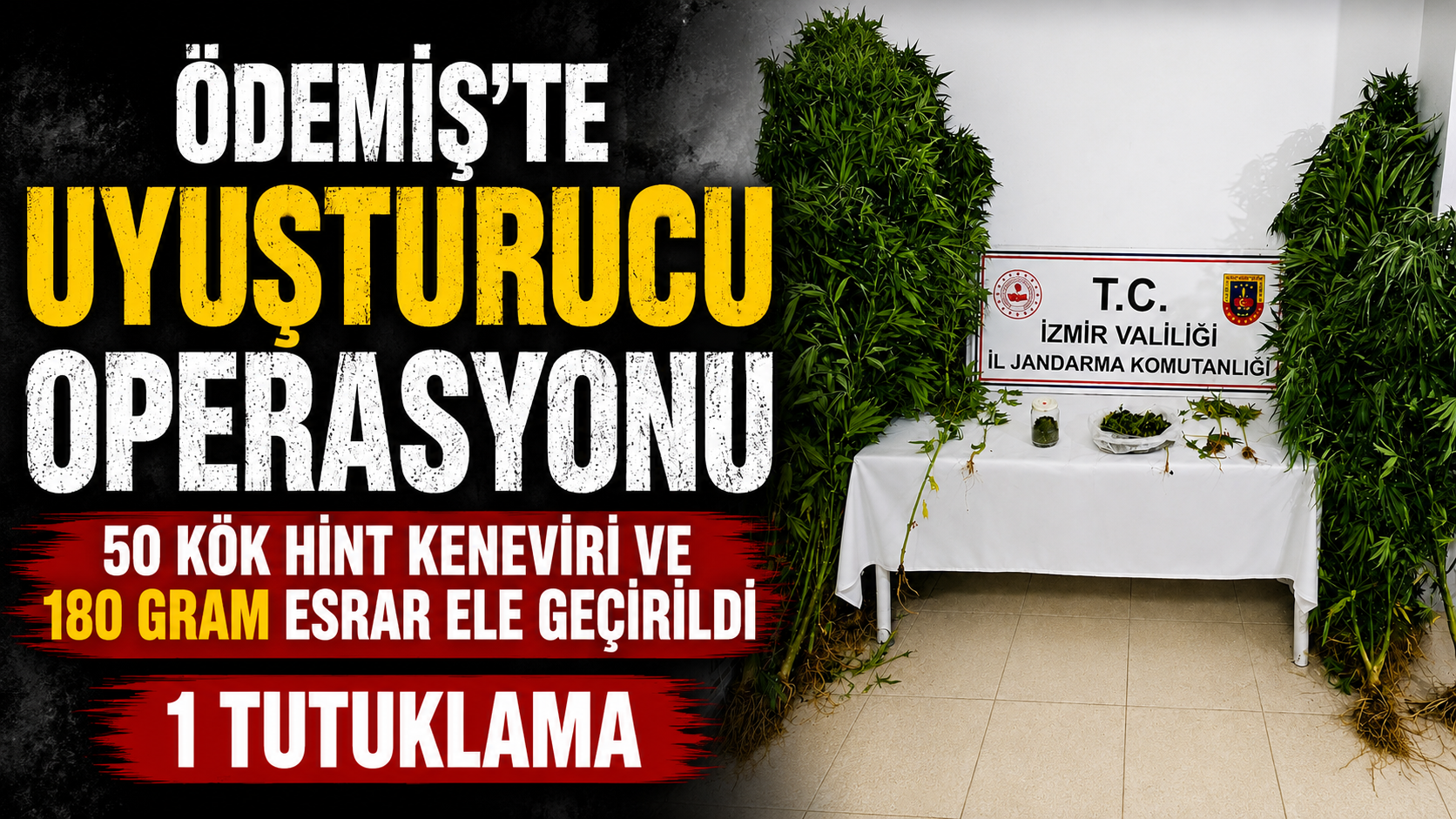 Ödemiş’te Uyuşturucu Operasyonu 50 Kök Hint Keneviri ve 180 Gram Esrar Ele Geçirildi 1 tutuklama