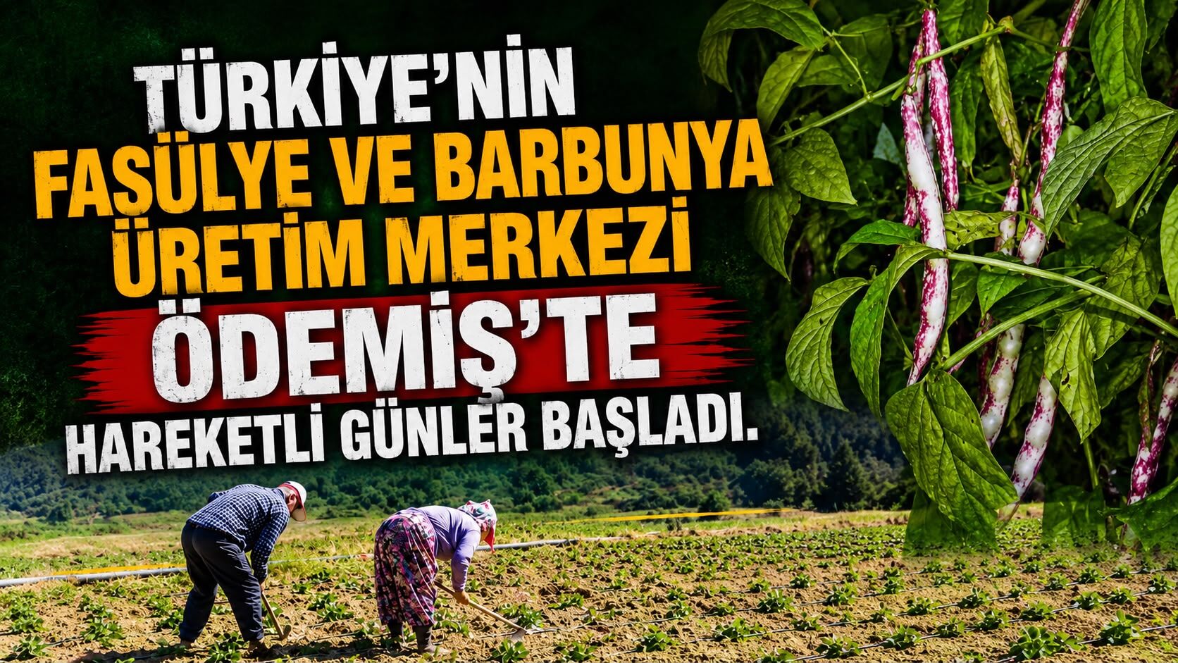 Türkiye’nin fasülye ve barbunya üretim merkezi Ödemiş’te hareketli günler başladı.
