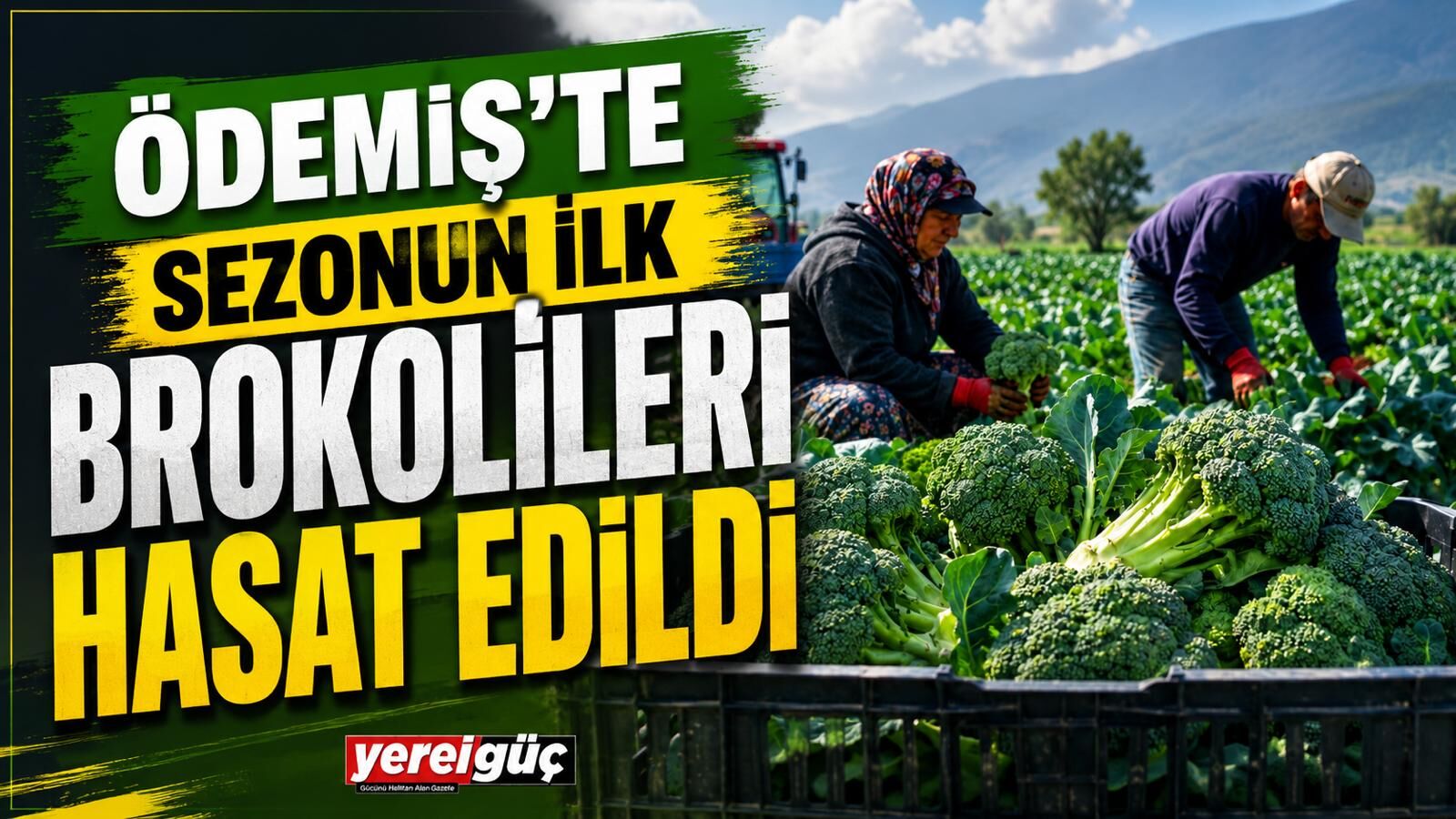 Ödemiş’te Sezonun İlk Brokolileri Hasat Edildi