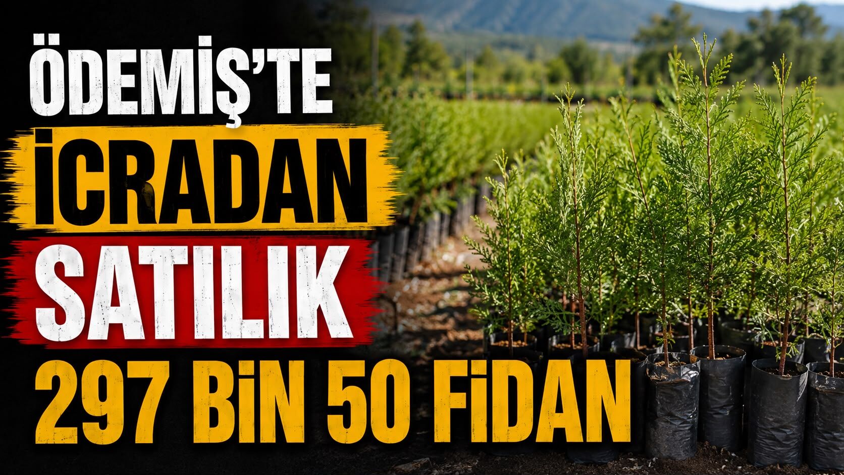 Ödemiş’te İcradan satılık 297 Bin 50 Fidan
