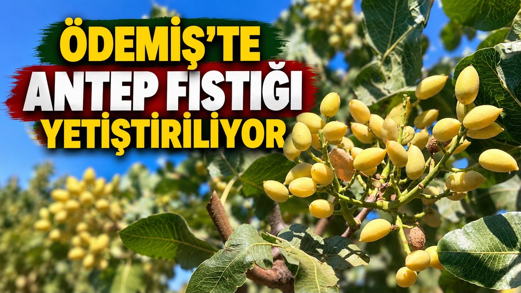 ÖDEMİŞ’TE ANTEP FISTIĞI YETİŞTİRİLİYOR